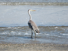 Ardea cinerea