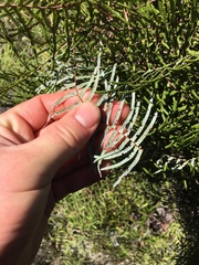 Gleichenia inclusisora