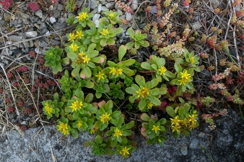 Phedimus ellacombeanus