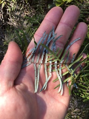 Gleichenia inclusisora
