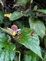 Begonia hatacoa