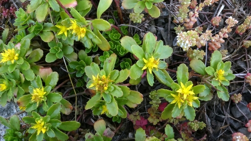 Phedimus ellacombeanus
