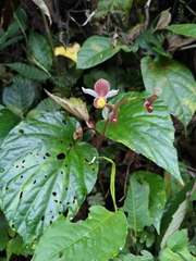 (c) Karishma, some rights reserved (CC BY) Begonia hatacoa, photograph (c) Karishma, some rights reserved (CC BY)