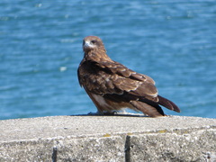 Milvus migrans lineatus