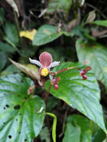Begonia hatacoa, photograph 3