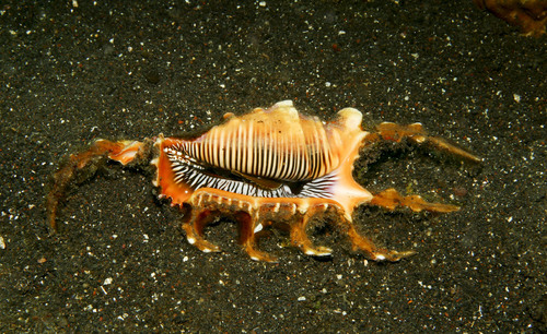 Lambis scorpius (Linnaeus, 1758)