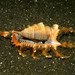 Scorpion Spider Conch - Photo (c) Ron Greer, some rights reserved (CC BY-NC), uploaded by Ron Greer