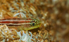 Helcogramma striata