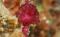 Oceanapia sagittaria