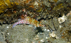 Cirrhitichthys falco