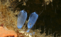 Rhopalaea