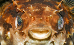 Cyclichthys orbicularis