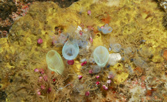 Rhopalaea