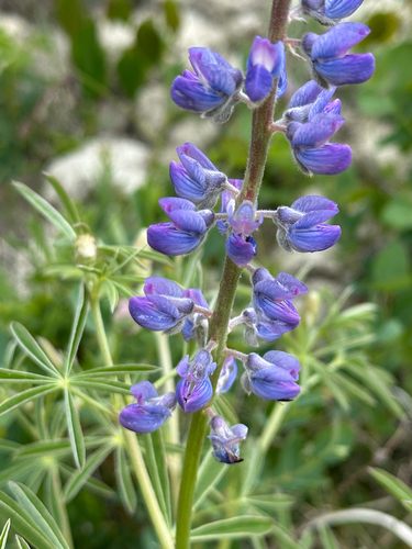 Silvery lupine (Lupinus argenteus)