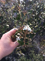 Olearia allomii