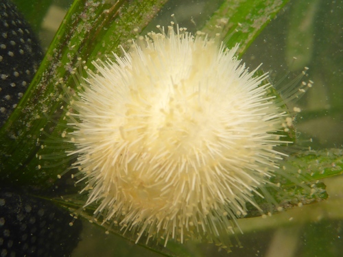 Amblypneustes pallidus (Lamarck, 1816)