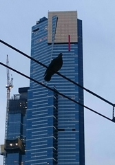 Columba livia domestica