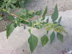 Amaranthus retroflexus