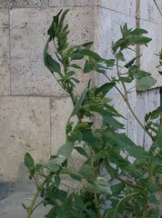 Amaranthus retroflexus