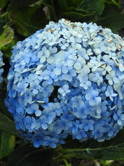 Hydrangea macrophylla