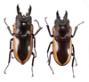 Prosopocoilus bison cinctus - Photo (c) Vadim, some rights reserved (CC BY-SA), uploaded by Vadim