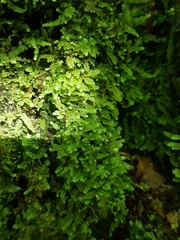 Calomnion complanatum