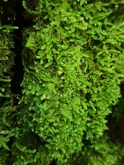 Calomnion complanatum