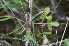 Searsia laevigata laevigata