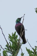 Cinnyris bifasciatus microrhynchus