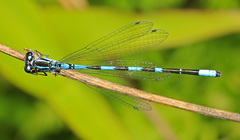 Coenagrion johanssoni