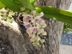 Rhynchostylis