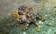 Amphioctopus siamensis