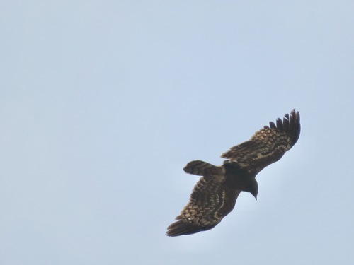 African Harrier-Hawk