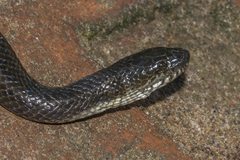 Enhydris enhydris