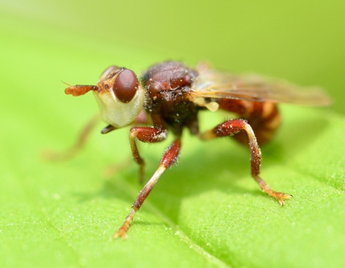 Myopa clausa photo 5