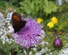 Erebia pharte