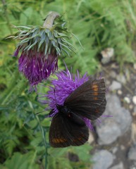 Erebia pharte
