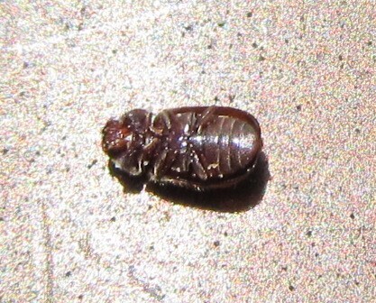 Drugstore beetle