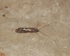 Hydropsychoidea