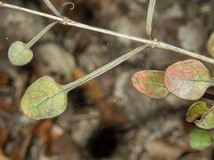 Coprosma spathulata spathulata