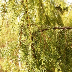 Juniperus communis