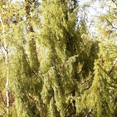 Juniperus communis
