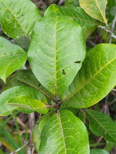 Pera bicolor (Pera bicolor)