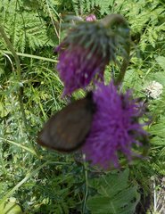 Erebia pharte