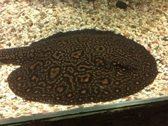 Potamotrygon histrix