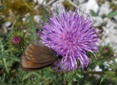 Erebia pharte
