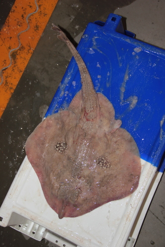 Grootoogrog (Leucoraja naevus) — Rajidae — 4