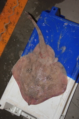 Leucoraja naevus