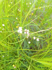 Spermacoce filifolia