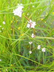 Spermacoce filifolia
